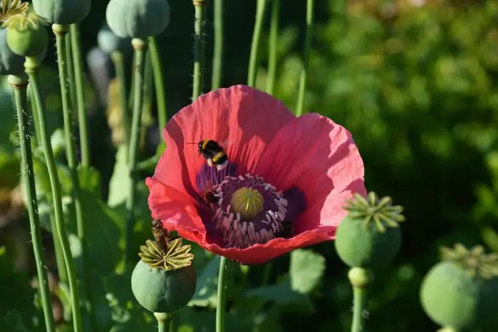 Diese Mohnblüte ist eine schöne Futterquelle für die Hummel. Danke an unsere Leserreporterin Helga Lux aus Villach für das Foto.