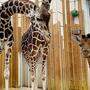 Die Giraffen Carla, Fleur und das Giraffen-Jungtier im Tiergarten Schönbrunn