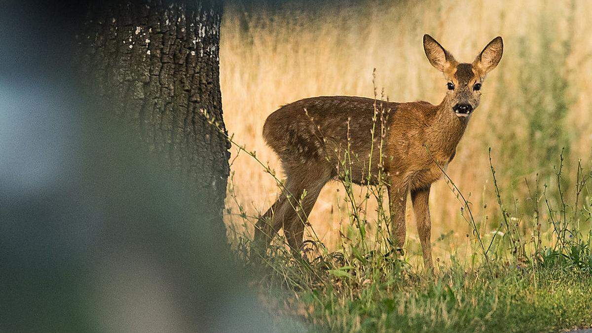 Gefahr für Tiere und Autofahrer durch Wildwechsel