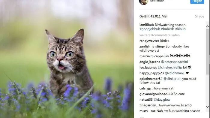 Lil Bub. Das erste Foto von dem Kätzchen erschien 2011 aug Tumblr. Seither erobert das Kätzchen die Herzen der Internetgemeinde im Sturm.