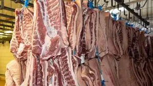 Zerlegte Schweinehälften in einem Schlachthof | Heimische Produzenten kritisieren „Schleuderpreise“ bei Schweinefleisch
