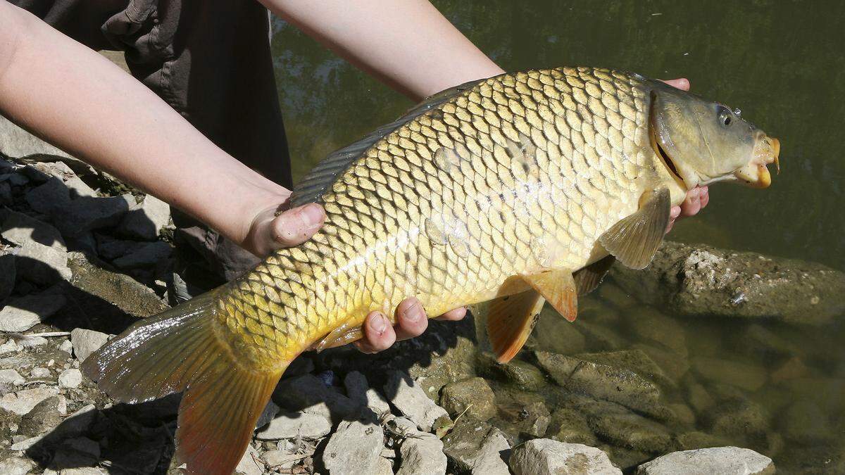 Die KIA-Aquafarm hat sich zurückgezogen, wie die Stadtgemeinde auf Facebook schreibt