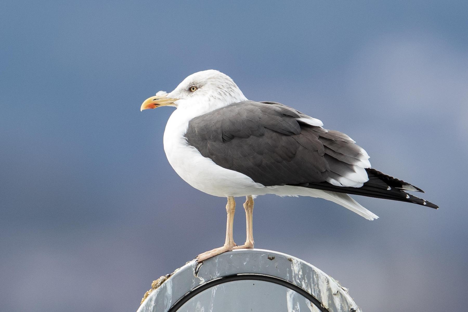 Wie im Adria-Urlaub : Diese Vögel sorgen für „Meeresfeeling“ am Wörthersee