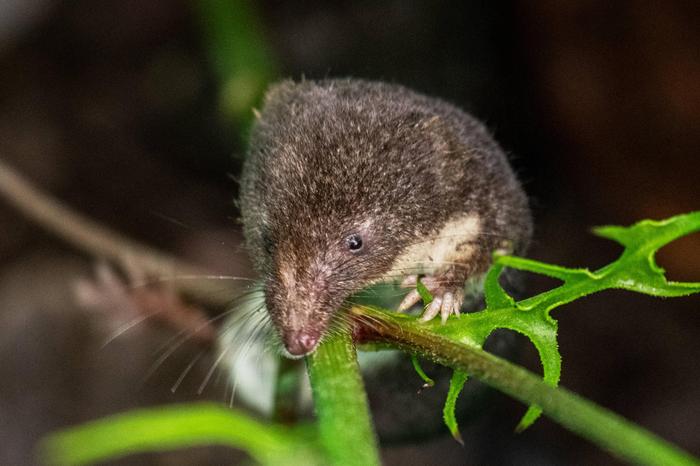 Eine Feldspitzmaus: Sie galt bislang als einzig bekannter Überträger des Bornavirus‘