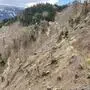 Ein vom Borkenkäfer betroffener Hang bei Lienz