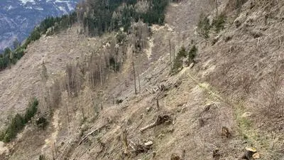 Ein vom Borkenkäfer betroffener Hang bei Lienz