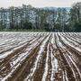 Die Kärntner Landwirtschaft musste unter den Schneefällen leiden