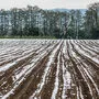 Die Kärntner Landwirtschaft musste unter den Schneefällen leiden