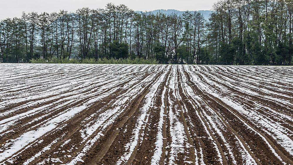 Die Kärntner Landwirtschaft musste unter den Schneefällen leiden