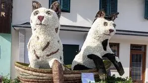 Die Kätzchen haben den ersten Platz gemacht