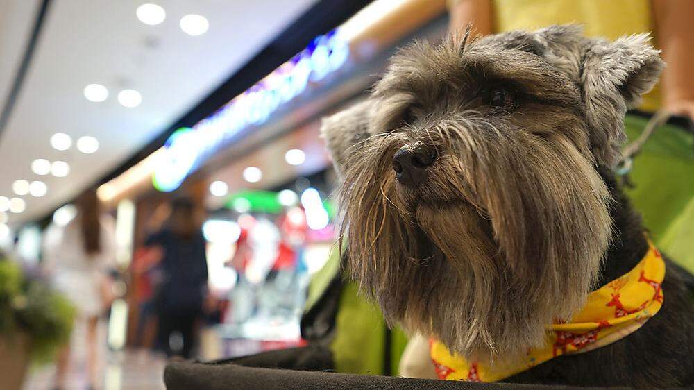 Hunde sind im Einkaufszentrum nicht immer gerne gesehen