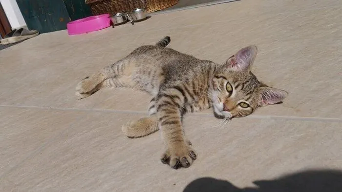 Top 10: Mehrere Katzenbesitzer vermissten ihre jungen Tiere. Die Halterin hat sogar einen Finderlohn aussetzt, um ihren geliebten Kater Lio wieder zu bekommen.