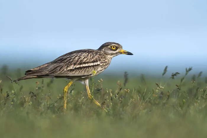 Sein aktuellster Gegner ist die Marchfelder-Schnellstraße in Niederösterreich. Seit wenigen Tagen steht es 1:0 für das Team Vogel. Laut Gutachten würde der Bau der Straße das Brutareal des Vogels beeinträchtigen. Der Triel ist bei der Auswahl seines Wohnortes heikel. Er präferiert eher trockene Flächen, die schütter bewachsen sind – Schottergruben bevorzugt. Ende der 1980er-Jahre galt der Triel in Österreich so gut wie ausgestorben. 