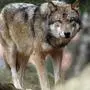 ARCHIV - Ein Wolf blickt am 04.04.2004 im Gehege des Lohberger Tierparks in die Kamera des Fotografen. Ein einsamer Wolf hat das friedliche Leben in Oberbayern durcheinandergebracht. Immer wieder hat er Schafe gerissen. Doch nun fehlt von ihm jede Spur Foto: Armin Weigel dpa/lby (zu dpa-KORR "Der Wolf ist weg" vom 06.06.2011) +++(c) dpa - Bildfunk+++