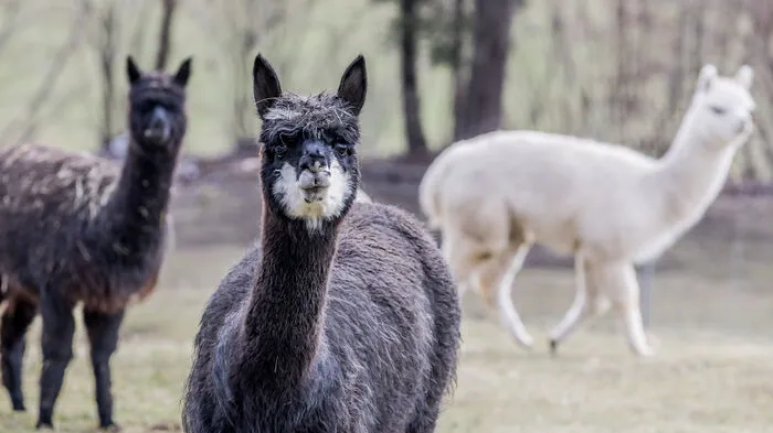 Bei den "Wörthersee Alpakas" am Techelsberg wohnen rund 35 Tiere.