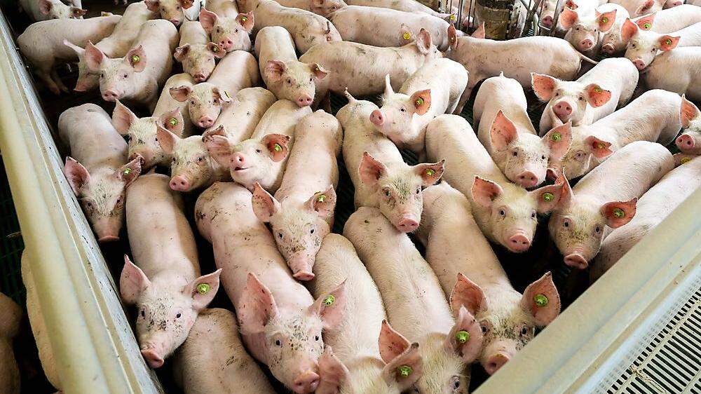 Ferkel für die Schweinemast sollen in dem Stall gezüchtet werden (Archivbild)