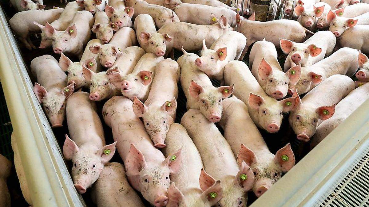 Ferkel für die Schweinemast sollen in dem Stall gezüchtet werden (Archivbild)