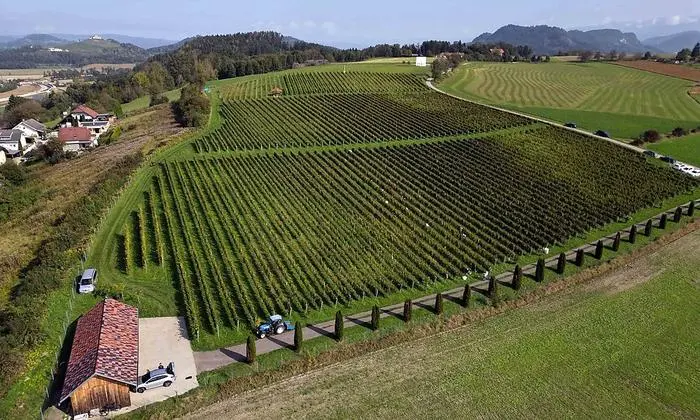 Das Weingut "Vinum Virunum" liegt in St. Donat