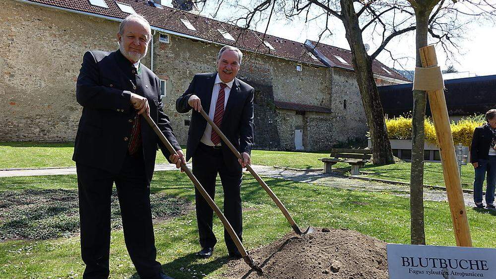 Zum Jubiläum schenkte der Gartenbauverein Bruck der Stadtgemeinde eine Blutbuche. Obmann Stephan Waska (links) und Bürgermeister Hans Straßegger haben den Baum eingepflanzt