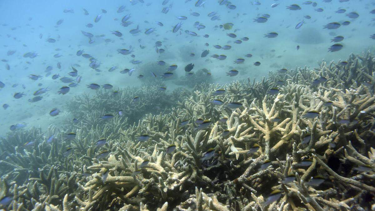 Schlechte Aussichten: Korallenriff steht vor dem Kollaps 