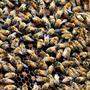 Ein neues Projekt der Uni Graz: die Smart City für Bienen