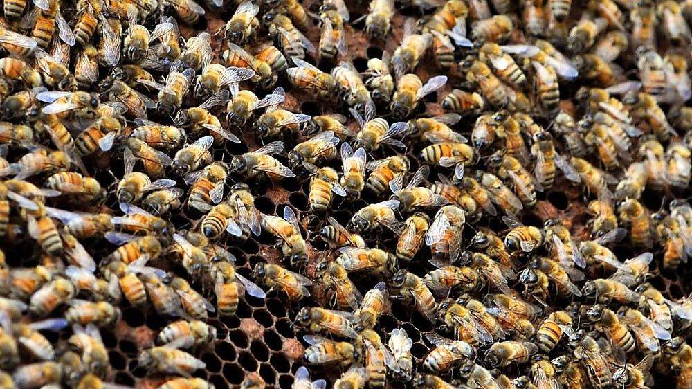 Ein neues Projekt der Uni Graz: die Smart City für Bienen