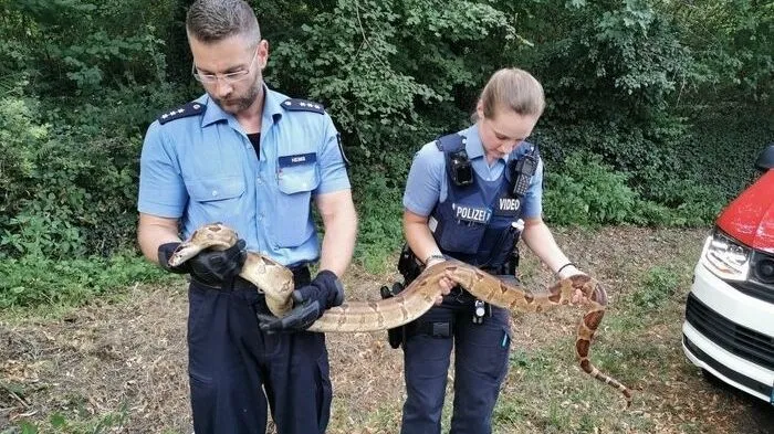 Woher die Riesenschlange stammt, war zunächst unklar
