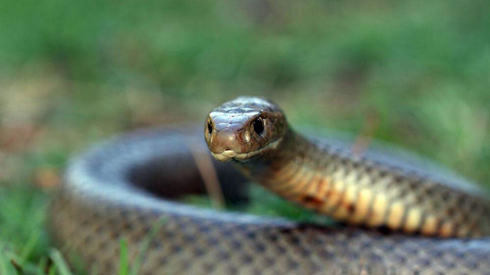 Die Östliche Braunschlange ist die zweitgiftigste Schlange der Welr