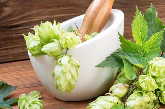 Hopfenkissen für guten Schlaf Zutaten: 200 g Hopfenblüten, Leinensack Zubereitung: Hopfen in einen Leinensack geben und verschnüren. Bevor man ins Bett geht, das Kissen mit den Händen etwas kneten, damit die ätherischen Öle vom Hopfen frei werden. Dann den Kopf darauflegen und ruhig durchatmen. Um die Wirkung noch zu verstärken, kann man vor dem Verschnüren 3 bis 4 Tropfen ätherisches Lavendelöl zu den Hopfenblüten geben.