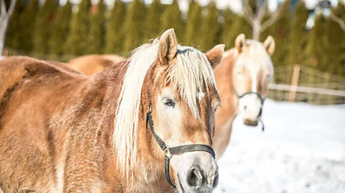 Auf diese Haflinger dürfen sich heute über milde Temperaturen und Sonnenschein freuen