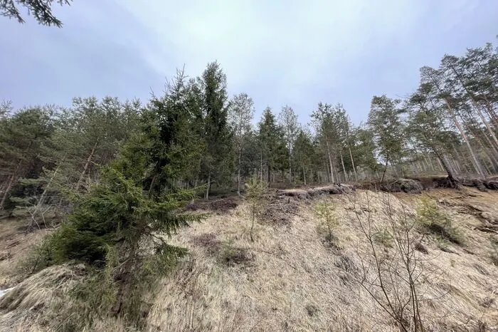 Trockenheit und Kälte machen den Pflanzen zu schaffen.