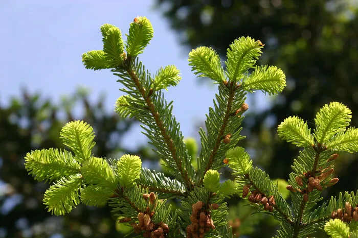 Wipfelsirup gegen trockenen Husten Zutaten: 2 Handvoll Fichtenwipfel, 250 g Zucker, etwas heißes WasserZubereitung: Im Frühling die jungen, hellgrünen Triebe der Fichten pflücken. Schichtweise mit Zucker in ein leeres Glas füllen und für sechs bis acht Wochen verschlossen lagern. Sirup mit etwas heißem Wasser auflösen, abseihen und in saubere Flaschen füllen. Der Sirup hält sich etwa ein Jahr. 2 bis 4 TL am Tag einnehmen oder in warmen Tee einrühren. Fichtennadelöl hat eine lindernde Wirkung auf die Atemwege und eine entkrampfende, auswurffördernde sowie schleimlösende Wirkung auf die Bronchien.