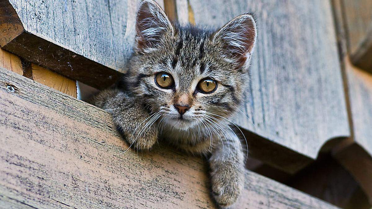 Unbekannte Täter warfen drei Kätzchen in Container, keines überlebte (Sujetfoto)