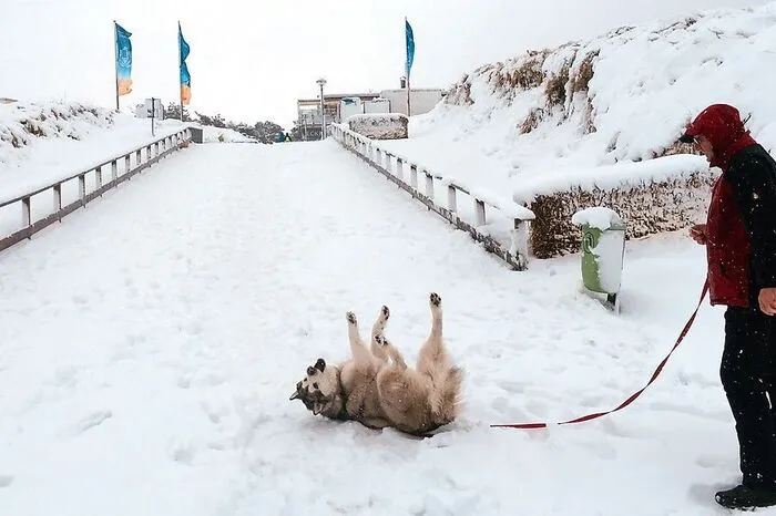 Was wie ein Wintersportort ausschaut, ist der Strand von Dierhagen. Dem Husky gefällts.