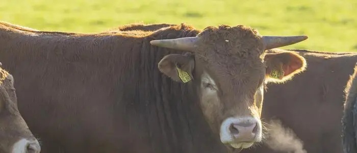 Stier auf einer Weide | Der Stier war nicht zum Spielen aufgelegt (Symbolbild)