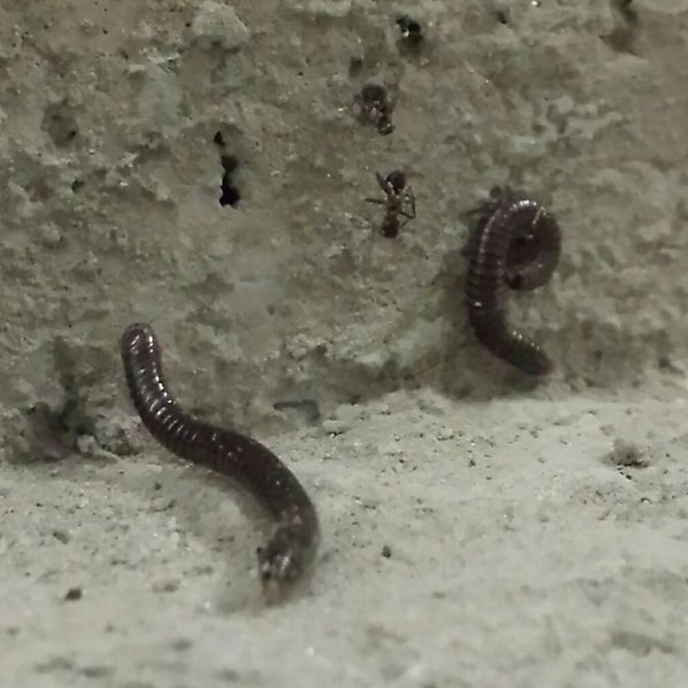 Massenplage | Tausendfüßler-Invasion in der Südsteiermark