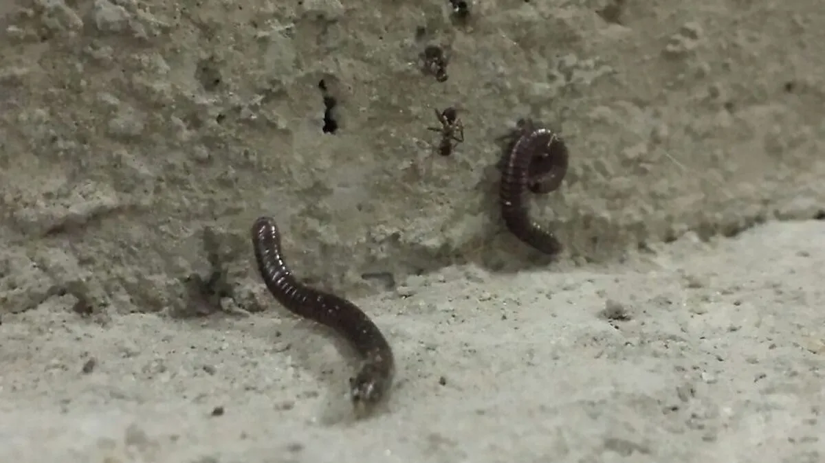 Der Gemeine Feldschnurfüßer sucht derzeit zu Hunderten Hauswände heim