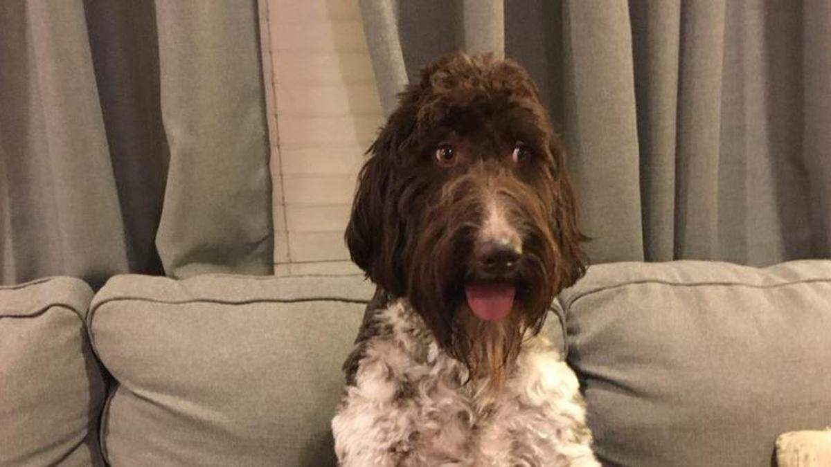 4.000 US-Dollar gefressen | Goldendoodle Cecil nahm eine sehr teure Mahlzeit zu sich