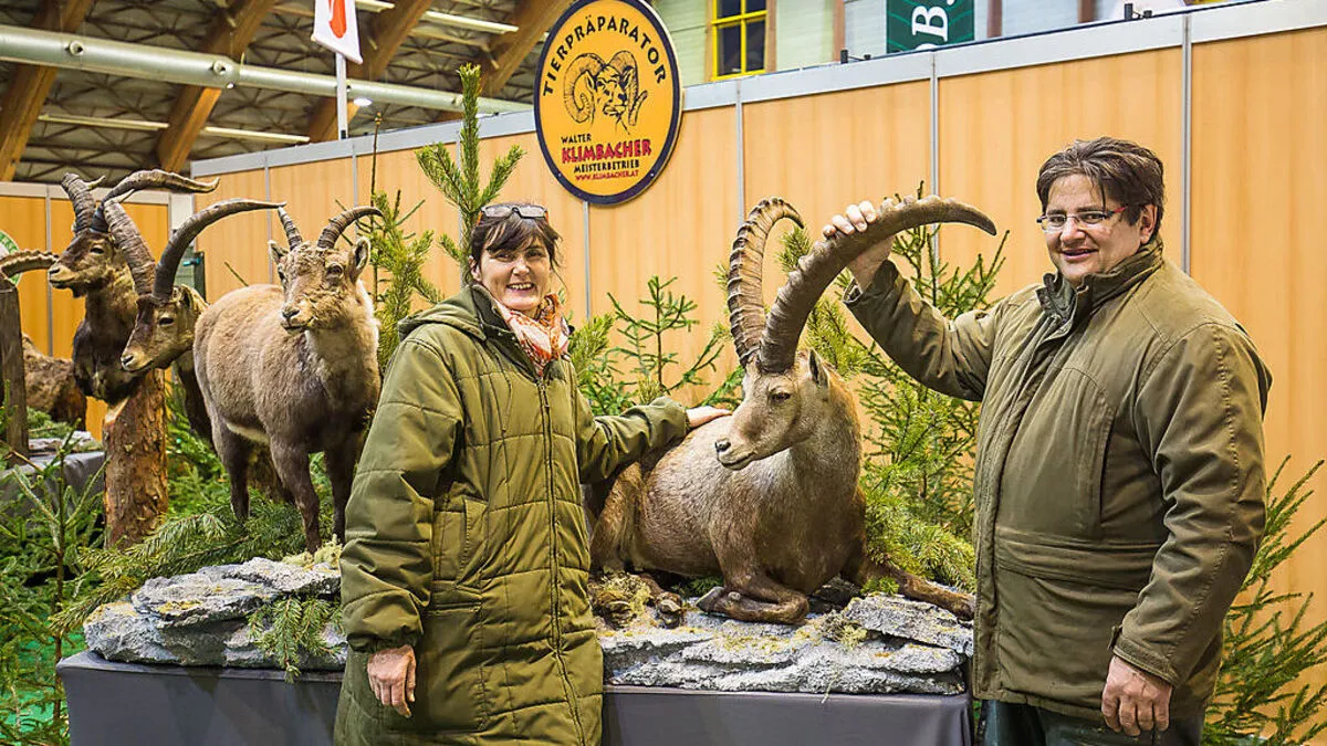 Exotisch. Birgit und Walter Klimbacher präsentieren den präparierten Steinbock aus Kasachstan 