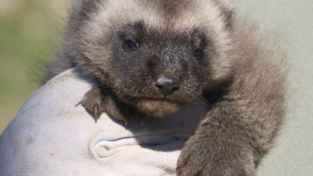 So klein und schon so kräftige Pratzen: &quot;Odin&quot; ist das erste Tierbaby in Herberstein für heuer