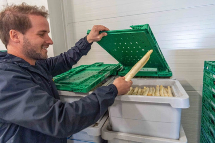 Bei Armin Lenz wird der Spargel gewaschen, etikettiert und gekühlt gelagert
