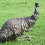 Ein Emu ist in den USA vor der Polizei davon gelaufen