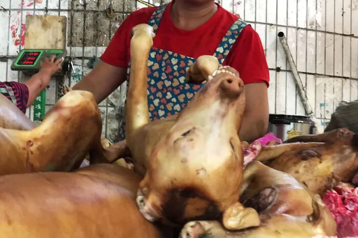 Tierschützer sehen das anders und wollen den Verzehr von Hundefleisch ächten. Hoffnung schöpfen sie daraus, dass in Südkorea am Mittwoch ein Gericht das Schlachten von Hunden als illegal eingestuft hat.