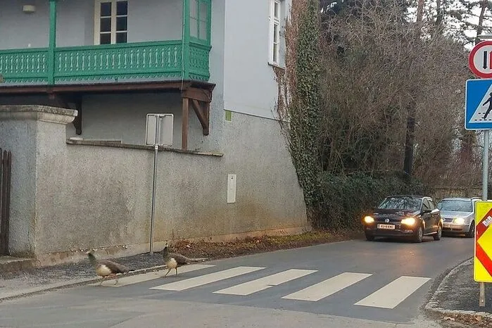 Bemerkenswert: Selbst die Pfaue halten sich bei ihren Ausflügen offenbar an die Verkehrsregeln. Diese zwei benutzen den Zebrastreifen in der Baiernstraße - und die Autofahrer halten auch an.