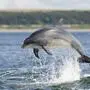 Immer mehr Delfine sterben im Schwarzen Meer