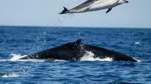 Faial POR, Themenbild Reisen, Insel Pico, Azoren, Portugal, 04.06.2025. Ein Delfin / Streifendelfin / Striped Dolphin springt aus dem Wasser vor einem Buckelwal / Humpback Wahle vor der Suedkuste der Insel bei Lajes POR, Themenbild Reisen, Insel Pico, Azoren, Portugal, 04.06.2025. *** Faial POR, Theme picture Travel, Pico Island, Azores, Portugal, 04 06 2025 A Striped Dolphin jumps out of the water in front of a Humpback Whale off the south coast of the island near Lajes POR, Theme picture Travel, Pico Island, Azores, Portugal, 04 06 2025 Copyright: xEibner-Pressefoto/HeikexFeinerx EP_HFR