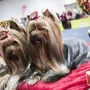 Am Sonntag wird der bei "Best in Show" der schönste Hund gekürt