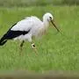 Mit Ring und Sender war jener Storch ausgestattet, der sich im Herbst dieses Jahres in Attendorf niederließ