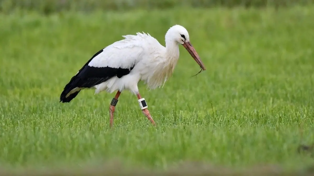 Mit Ring und Sender war jener Storch ausgestattet, der sich im Herbst dieses Jahres in Attendorf niederließ