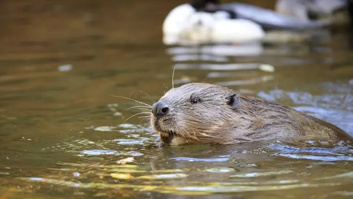 Der Biber hat den ahnungslosen Schwimmer gebissen (Sujetbild)